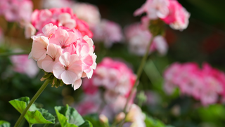  Opdag Duften af Geranium i Rengøringsmidler - miljøvenlige rengøringsmidler