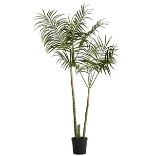 Flora kentia palm H185 cm. green