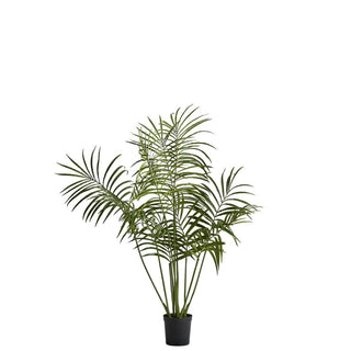 Flora kentia palm H130 cm. green