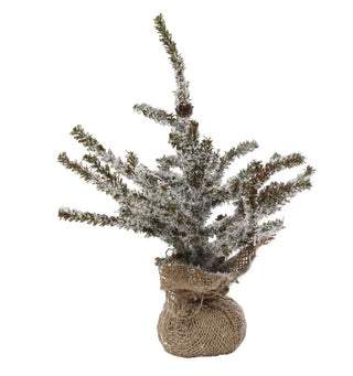 Pine grangren 33 cm.