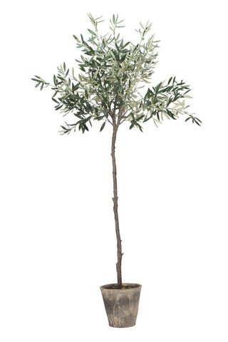 Olive tree Flora olive tree 160 cm.